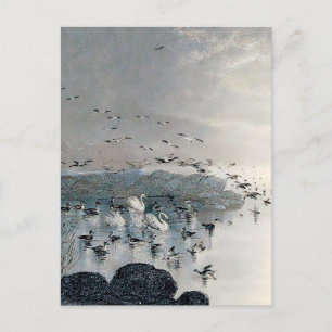 Eenden, Mallards en Zwans op het meer bij zonsonde Briefkaart