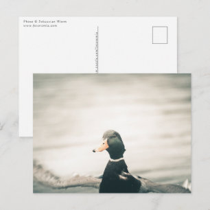 Eenden Natuur Foto Briefkaart