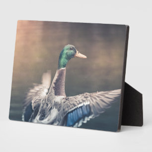 Eenden Natuur Foto Poster Fotoplaat