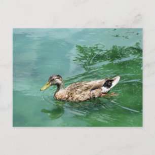 Eenden Natuur & Wilde Leven Fotografie Briefkaart