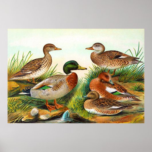 eenden op de Pond 3 Poster (Voorkant)