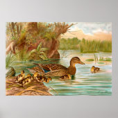  eenden op de tweede plaats poster (Voorkant)