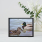 Eenden op een Briefkaart Pond (Staand voorkant)