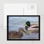 Eenden op een Briefkaart Pond (Voorkant / Achterkant)
