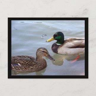 Eenden op een Briefkaart Pond