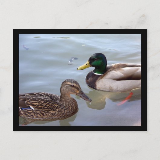 Eenden op een Briefkaart Pond (Voorkant)