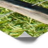 EENDEN OP EEN HEK OP HET PLATTELAND VAN QUEENSLAND POSTER (Hoek)