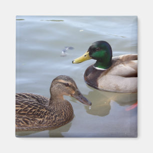 Eenden op een Pond Magnet