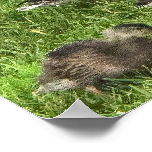 Eenden op Gras Poster (Hoek)