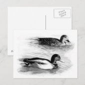 Eenden op het meer briefkaart (Voorkant / Achterkant)