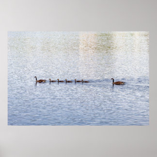 Eenden op het Poster Glen Lake