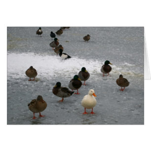 Eenden op Ice