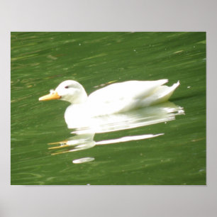 Eenden op water afdrukken poster