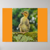 Eenden Poster (Voorkant)