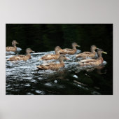 Eenden Poster (Voorkant)