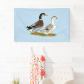 Eenden: Silver Appleyard Spandoek (Insitu)