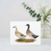 Eenden:  Silver Welsh Harlequin Briefkaart (Staand voorkant)