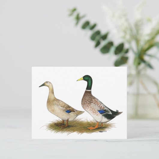 Eenden:  Silver Welsh Harlequin Briefkaart (Staand voorkant)