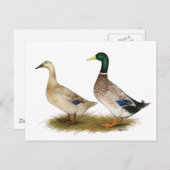 Eenden:  Silver Welsh Harlequin Briefkaart (Voorkant / Achterkant)