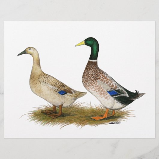 Eenden: Silver Welsh Harlequin Flyer (Voorkant)