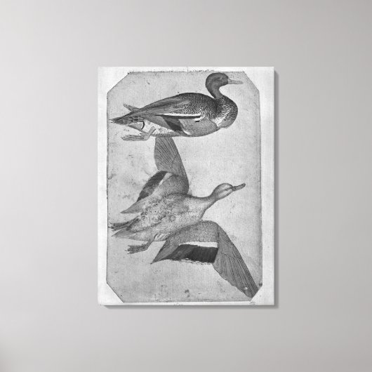 Eenden uit het Album van de Vallardi Canvas Afdruk (Voorkant)