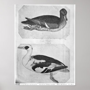 Eenden uit het Album van de Vallardi Poster