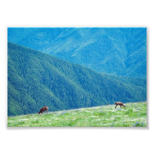 Eenden van de bergen foto afdruk (Voorkant)