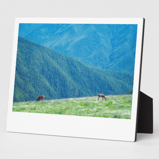 Eenden van de bergen fotoplaat (Zijkant)