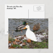 Eenden van het Briefkaart van de Cam (Voorkant / Achterkant)