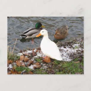 Eenden van het Briefkaart van de Cam