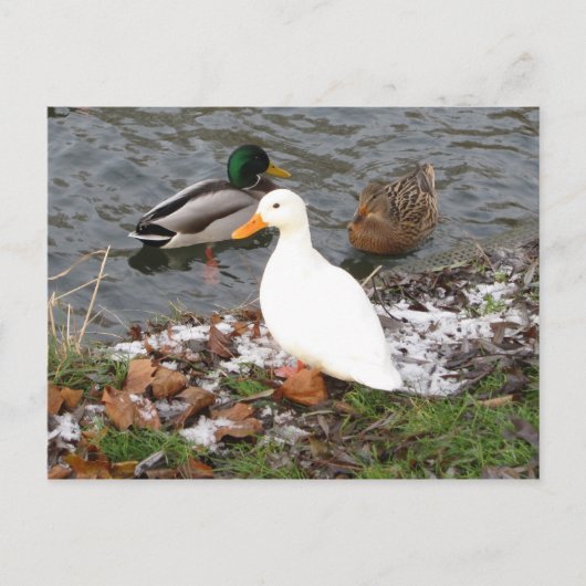 Eenden van het Briefkaart van de Cam (Voorkant)