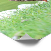 Eenden van het Poster Pond (Hoek)