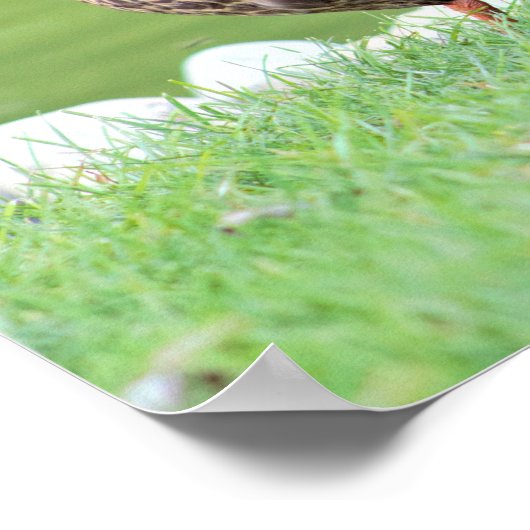 Eenden van het Poster Pond (Hoek)