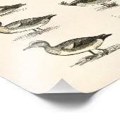 Eenden van illustraties van Noord-Amerika Foto Afdruk (Hoek)