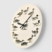 Eenden van illustraties van Noord-Amerika Grote Klok (Hoek)