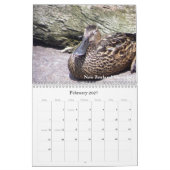Eenden van Nieuw-Zeeland Kalender (Feb 2027)