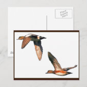 Eenden vliegend Briefkaart (Voorkant / Achterkant)