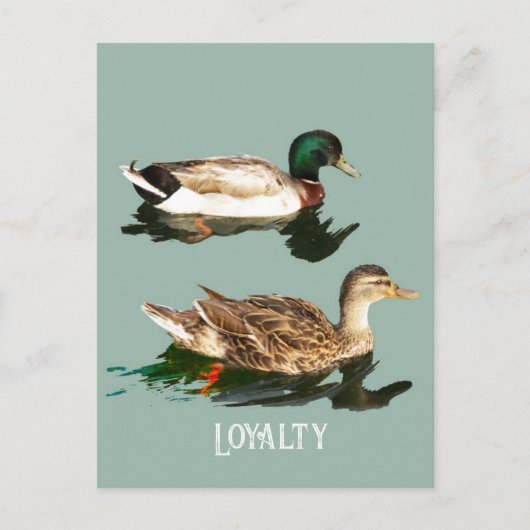Eenden wilde eenden briefkaart (Voorkant)