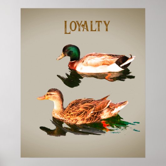 Eenden, wilde eenden. loyaliteit poster (Voorkant)