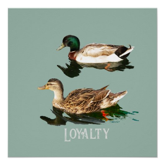 Eenden wilde eenden perfect poster (Voorkant)