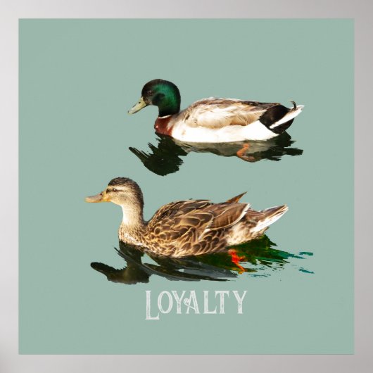 Eenden wilde eenden poster (Voorkant)