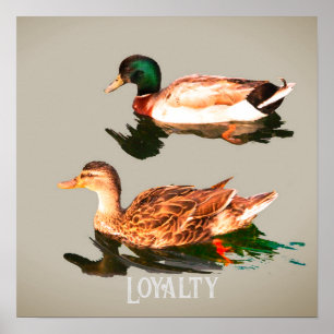 Eenden wilde eenden poster