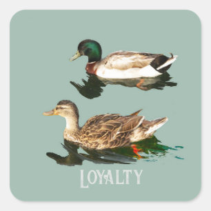 Eenden wilde eenden vierkante sticker