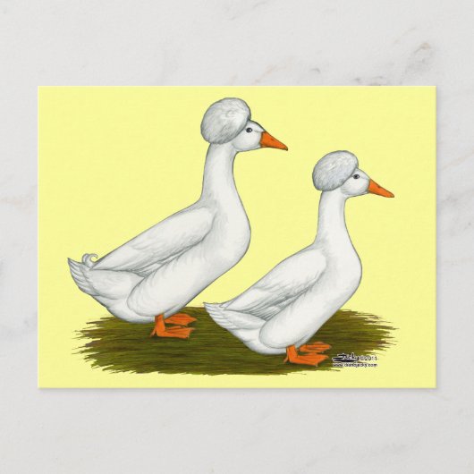 Eenden: Witte Kuif Briefkaart (Voorkant)