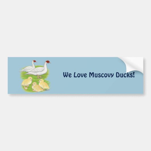 Eenden Witte Muscovy Familie Bumpersticker (Voorkant)