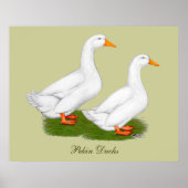 Eenden: Witte pekins Poster (Voorkant)