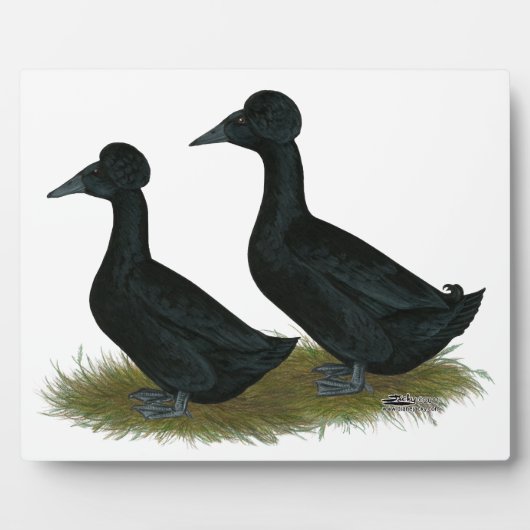 Eenden: Zwart Crested Fotoplaat (Voorkant)