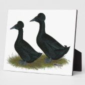 Eenden: Zwart Crested Fotoplaat (Zijkant)