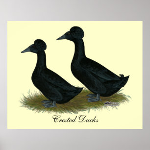 Eenden: Zwart Crested Poster