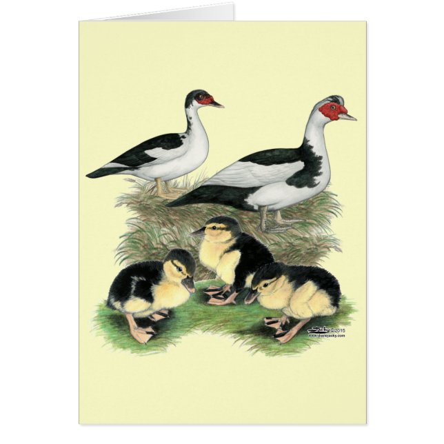 Eenden Zwarte Bonte Muskovy Familie (Voorkant)